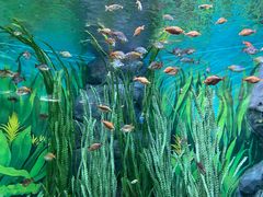 -上海海洋水族馆