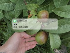 -大连北马山庄