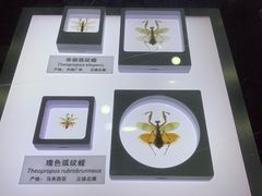 -上海昆虫博物馆