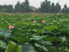 -白鹭湾湿地公园