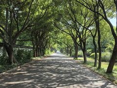-贡湖湾湿地公园