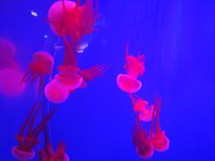 -华夏文旅西安度假区