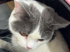 -艾贝尔宠物医院·24H转诊中心·肿瘤猫专科(江宁双龙店)
