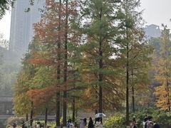 -重庆彩云湖湿地公园