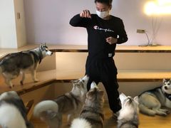 -Husky Go! 哈士奇体验馆·宠物咖啡厅狗咖
