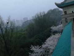 -武汉大学-樱园