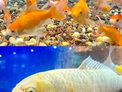 -蚝翅·海鲜粥·烧烤·龙虾季(海曙天一店)