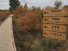 -金塔沙漠胡杨林景区
