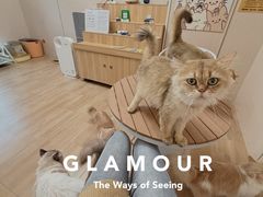 -唐小姐の私宠·宠物洗护美容·撸猫馆·购宠(周浦万达旗舰店)