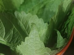 -牛牛牛酸菜煎肉店(望云寺路店)