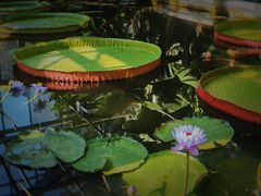 -国家植物园南园