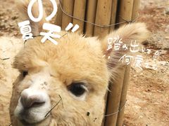 -泉州海丝野生动物世界