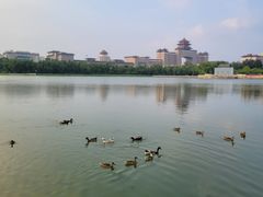 -莲花池公园