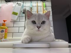 -柚子猫舍·精品猫舍购猫·猫咪认养·购宠·宠物店