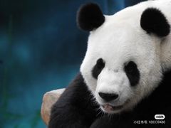 -沈阳森林动物园