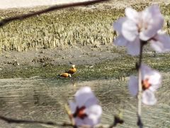 -桃花堤公园