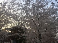-西安青龙寺遗址景区