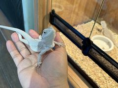 -酷以爬仙阁实体爬宠店·守宫·蜥蜴·专业繁育