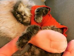 -喵屿·大理花园猫咖