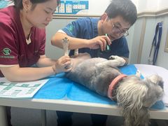 -伟伟宠物医院·CT影像中心·瑞派犬猫综合性门诊(汉口总院)