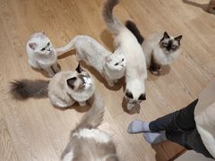 -1013 PET SHOP精品宠物商店(丁香店)