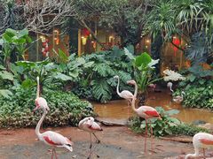 -海南热带野生动植物园