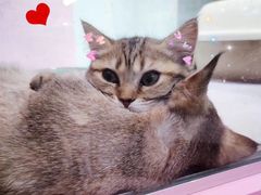 -DQ·蛋糕·冰淇淋(万象城店)