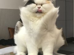 -米宠家·撸猫猫咖小萌宠·猫咪洗澡·猫咪寄养(高新大都荟店)