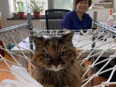 -北京观赏动物医院·24小时大型综合·猫专科·异宠专科