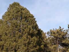 -北京西山国家森林公园