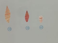 -青岛贝壳博物馆