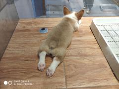 -狗道宠物(常熟印象城店)