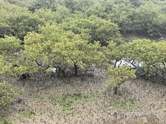 -北海金海湾红树林生态旅游区