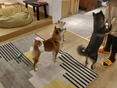 -南京Hallo宠物乐园·哈罗犬舍·柴犬繁育基地