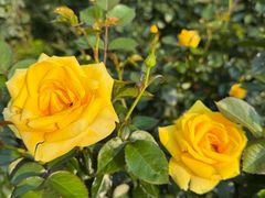 -人民公园(罗湖区)