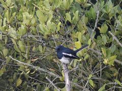 -东寨港红树林旅游区