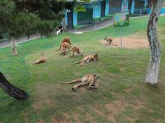 -西霞口神雕山野生动物世界