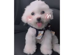 -芭比堂动物医院·犬猫全科·异宠专科(雁塔分院)