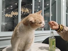 -安格丽娜·狗咖·猫咖羊驼咖(春熙路百盛商场店)