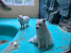 -青藏高原野生动物园
