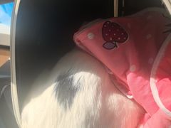-美联众合动物医院·24h京西诊疗中心