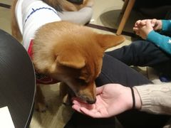 -逗柴咖啡屋·狗咖猫咖宠物桌游