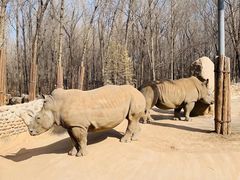 -北京野生动物园