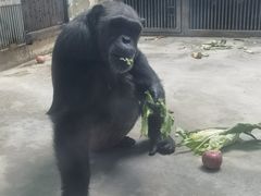 -石家庄市动物园