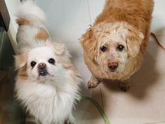 -派多格宠物(御景湾店)