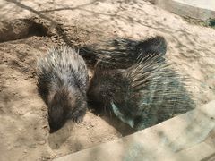 -青藏高原野生动物园