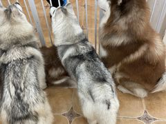 -Let's go狗咖·猫咖·奶狗·桌游(春熙路IFS店)