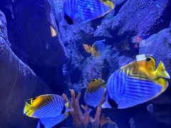 -成都浩海立方海洋公园