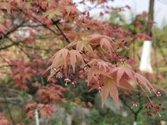 -铁山坪森林公园