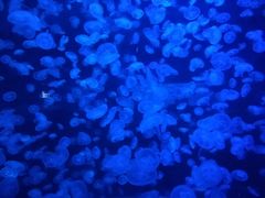 -乌鲁木齐海洋馆